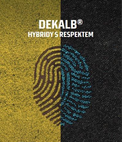 Dekalb – hybridy s respektem: otisk prstu ze semen řepky na poli.